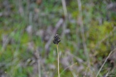 Allium sphaerocephalon