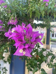 Bougainvillea glabra