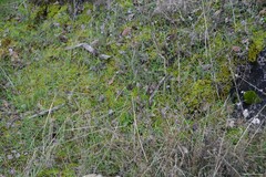 Allium sphaerocephalon