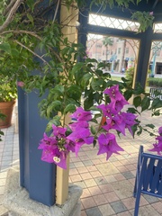 Bougainvillea glabra
