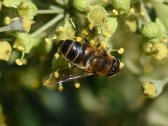 Eristalis similis
