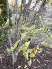 Rhamnus cathartica