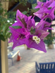 Bougainvillea glabra