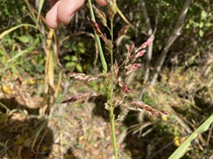 Sorghum halepense