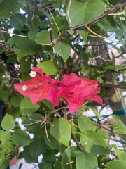 Bougainvillea