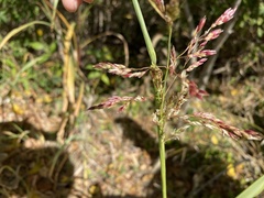 Sorghum halepense