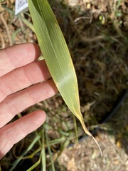 Sorghum halepense