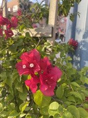 Bougainvillea