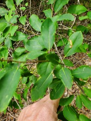 Ilex mucronata