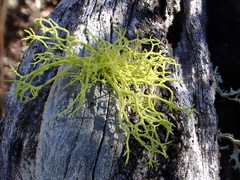 Letharia vulpina
