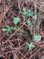 Ranunculus sceleratus