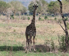 Giraffa camelopardalis tippelskirchi