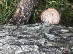 Fomes fomentarius