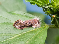 Acrolophinae
