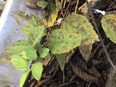 Phloeospora spiraeicola