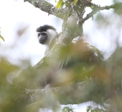 Colobus angolensis