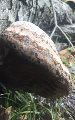 Fomes fomentarius