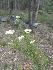 Ozothamnus diosmifolius