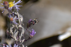 Copestylum marginatum