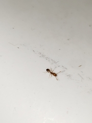 Monomorium pharaonis