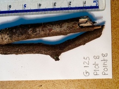 Hypoxylon hypomiltum