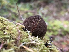 Lycoperdon nigrescens