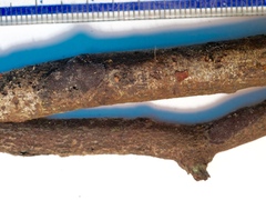 Hypoxylon hypomiltum