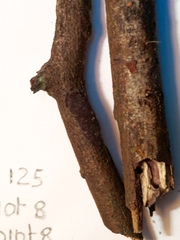 Hypoxylon hypomiltum