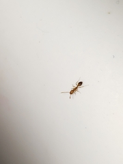 Monomorium pharaonis