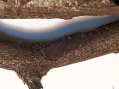 Hypoxylon hypomiltum