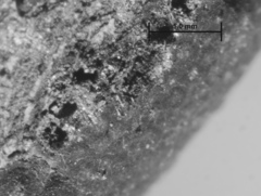 Hypoxylon hypomiltum