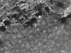 Hypoxylon hypomiltum