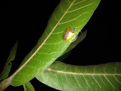 Coptocycla dorsoplagiata