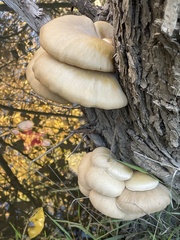 Pleurotus ostreatus