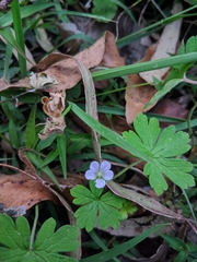Geranium homeanum