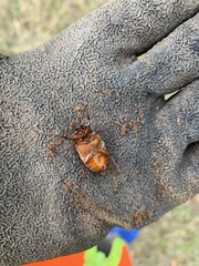 Phyllophaga