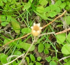 Silene gallica