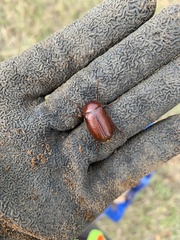 Phyllophaga