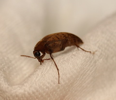 Ripiphoridae