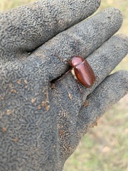 Phyllophaga