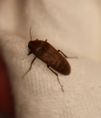 Ripiphoridae