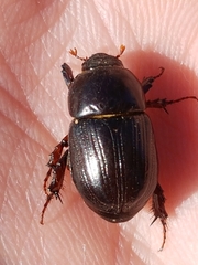 Heteronychus arator