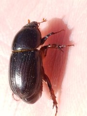 Heteronychus arator