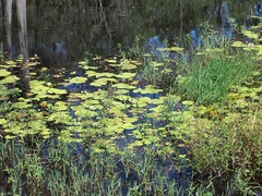 Nymphoides indica