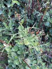 Carissa bispinosa