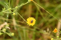Copestylum marginatum