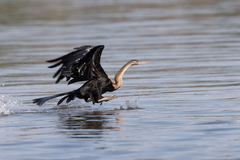 Anhinga rufa