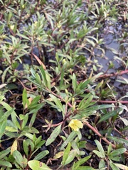 Ludwigia adscendens diffusa