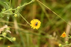 Copestylum marginatum