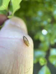 Meteorus pulchricornis